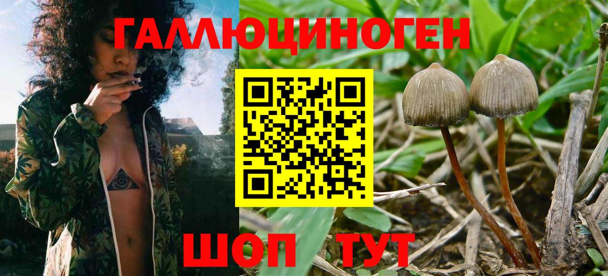 Псилоцибиновые грибы прущие грибы  Вход с VPN  Псилоцибиновые грибы Psilocybe  Сокол 